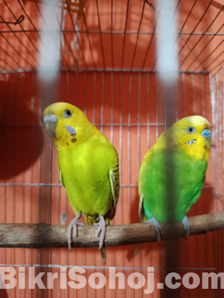 বাজরিগার পাখি